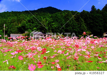 氷上町清住地区(兵庫県丹波市)のコスモス畑 氷上町清住地区(兵庫県丹波市)のコスモス畑 41956327