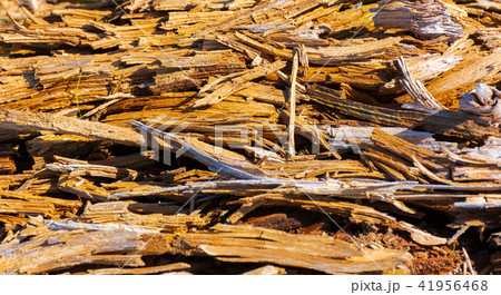 texture of moldering wood log texture of moldering wood log 41956468