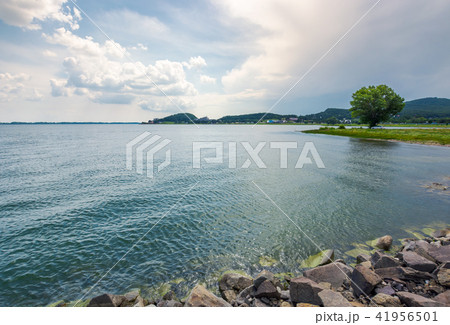 tree on the shore of Zemplinska Sirava in summer tree on the shore of Zemplinska Sirava in summer 41956501