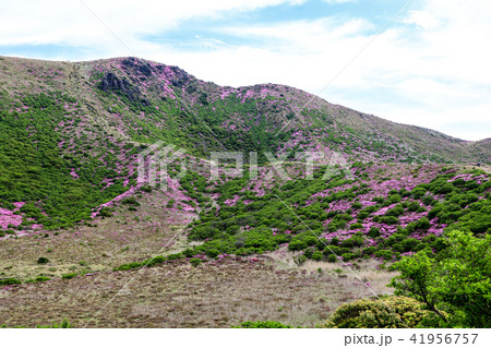 ミヤマキリシマ咲く九重連山・星生山 ミヤマキリシマ咲く九重連山・星生山 41956757