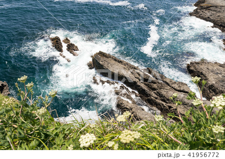 崖上からのぞく石廊崎の海 崖上からのぞく石廊崎の海 41956772