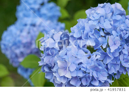 紫陽花 41957831