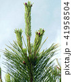 松の木と松ぼっくり 41958504