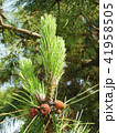 松の木と松ぼっくり 41958505