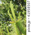 松の木の先端 41958507