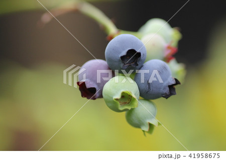 ブルーベリーの実 41958675