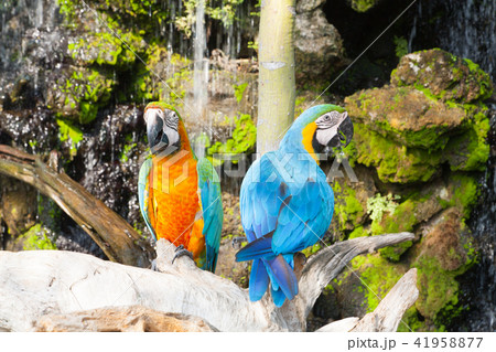 colourful parrot bird sitting 41958877