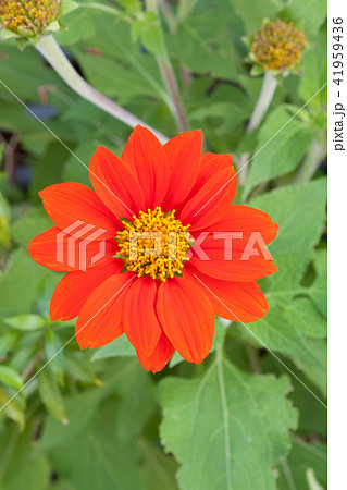 Orange flowers with green background 41959436