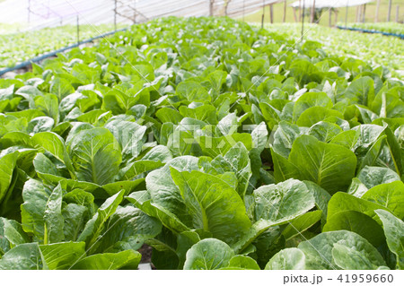Vegetables hydro garden 41959660