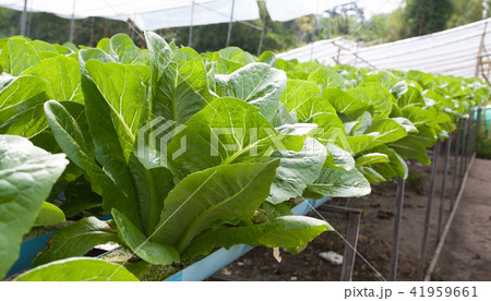 Vegetables hydro garden 41959661