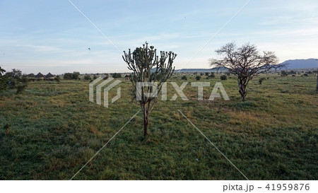 big cactus in kenya 41959876