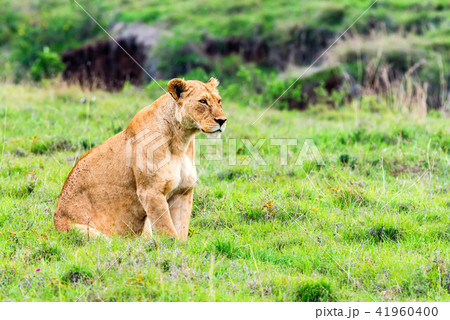 Lioness walks in savanna Lioness walks in savanna 41960400