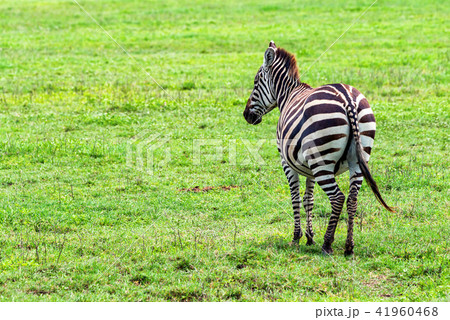 Zebra grazing in savanna 41960468
