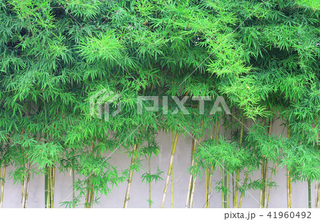 Abstract spring green background with bamboo plant Abstract spring green background with bamboo plant 41960492