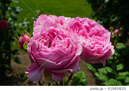 フルーティーな香りのバラ 41960820