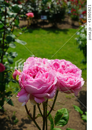 フルーティーな香りのバラ 41960821