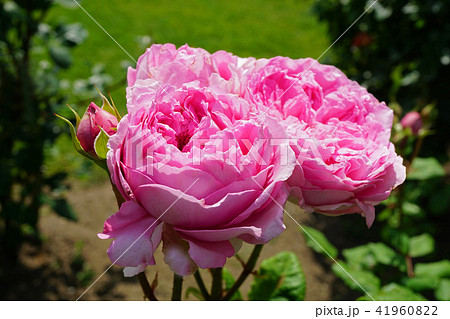 フルーティーな香りのバラ 41960822