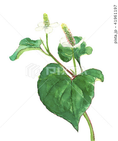 ドクダミ 十葉 41961197