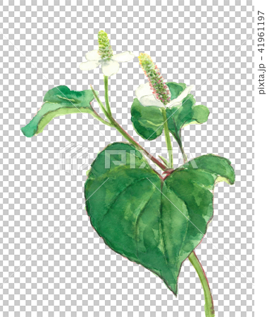 ドクダミ 十葉 41961197