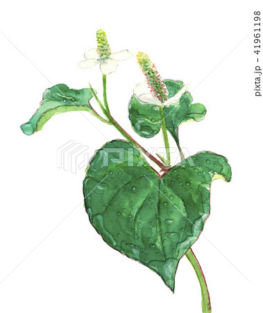 ドクダミ 十葉 水滴 朝露 ドクダミ 十葉 水滴 朝露 41961198