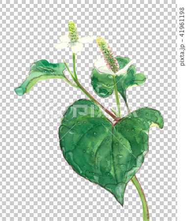 ドクダミ 十葉 水滴 朝露 ドクダミ 十葉 水滴 朝露 41961198