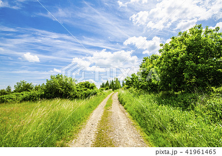 Country road on meadow 41961465