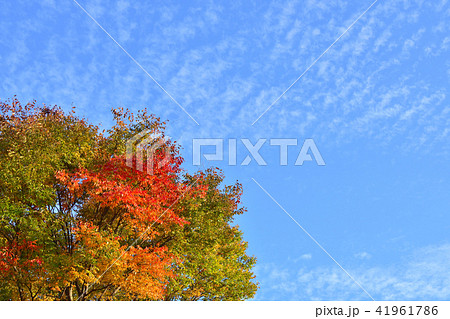 紅葉したケヤキといわし雲の空 41961786