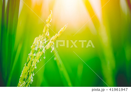 green rice plant closeup raw rice seed green rice plant closeup raw rice seed 41961947