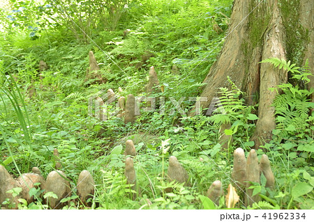 仙台野草園 ラクウショウの根 仙台野草園 ラクウショウの根 41962334