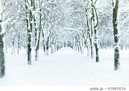 Snow park with white trees Snow park with white trees 41963014