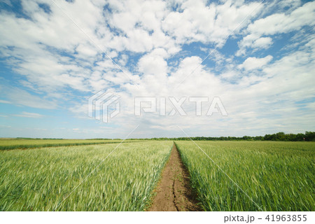 field winter wheat green 41963855