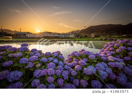 開成町の紫陽花 夕暮れの写真素材