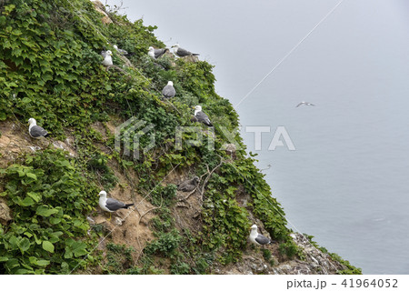 カモメ ペクリョン島 甕津郡 41964052
