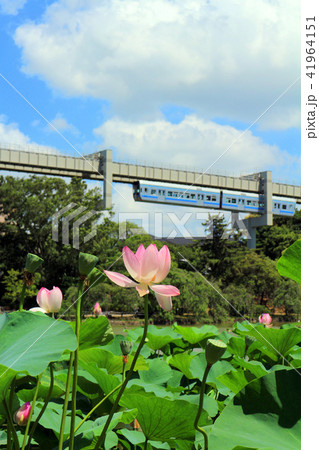 千葉公園、大賀ハスの花とモノレール（7月）千葉県千葉市 41964151