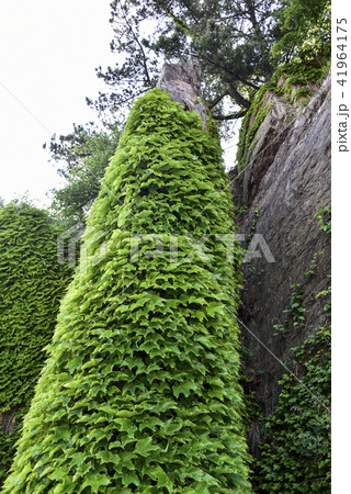 ペクリョン島 植物 ツタ 41964175