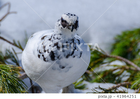冬羽の雷鳥 立山室堂平 冬羽の雷鳥 立山室堂平 41964251