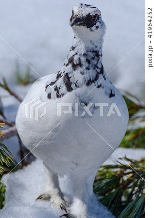 冬羽の雷鳥 立山室堂平 冬羽の雷鳥 立山室堂平 41964252