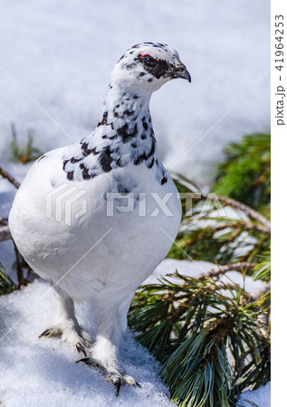 冬羽の雷鳥　立山室堂平 41964253