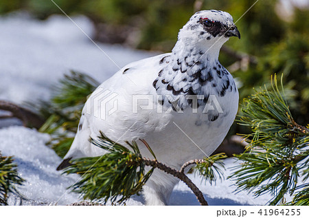 冬羽の雷鳥　立山室堂平 41964255
