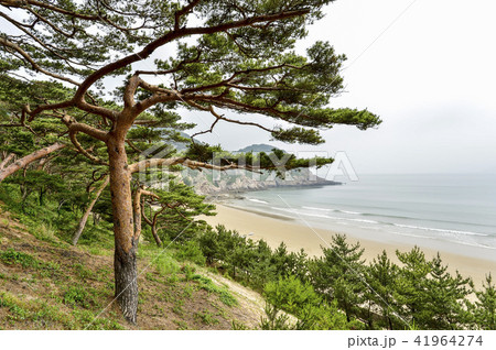 松 甕津郡 仁川 41964274