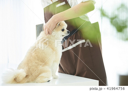 トリマー 41964756