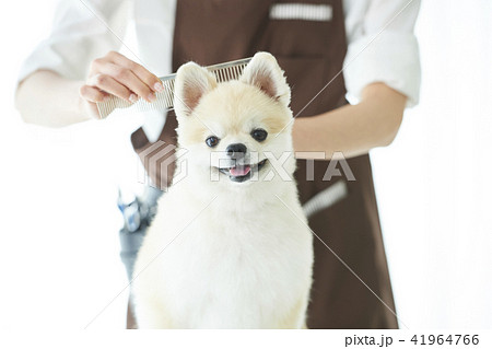 トリマー トリマー 41964766