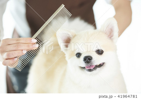 トリマー 41964781