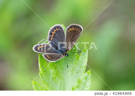 ヒメシジミの雌 ヒメシジミの雌 41964909