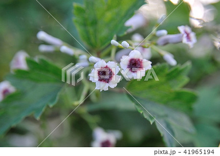 ヘクソカズラの花 41965194