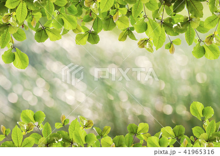 Beautiful green Leaves frame on nature background 41965316