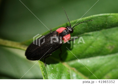 生き物　昆虫　ヘイケボタル、ミズキの葉の上で夜を待つ？大きさは一センチ足らずで胸の赤が目立ちます 41965352