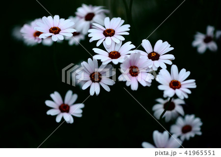 オステオスペルマム　白い花 41965551