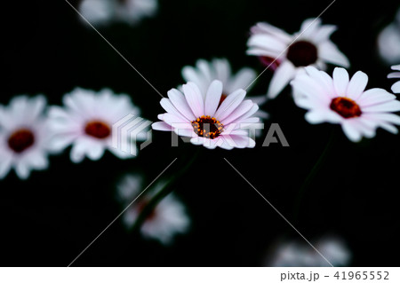 オステオスペルマム 白い花 オステオスペルマム 白い花 41965552