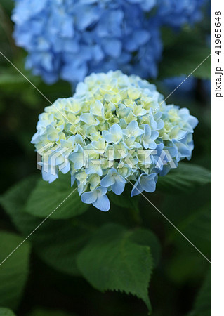 紫陽花 紫陽花 41965648